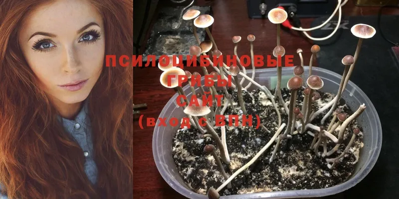 Галлюциногенные грибы MAGIC MUSHROOMS  даркнет сайт  Лабинск 